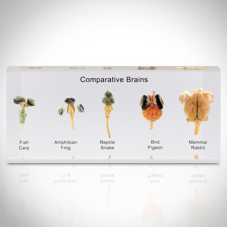 Comparative Brains // Resin Display