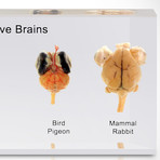 Comparative Brains // Resin Display