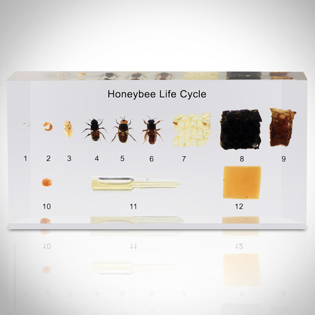 Honey Bee Life Cycle // Resin Display