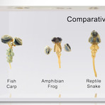 Comparative Brains // Resin Display