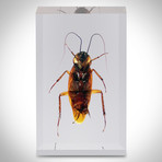10 Insect Orders Collection + Display Case