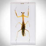 10 Insect Orders Collection + Display Case