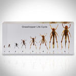 Grasshopper Life Cycle // Resin Display