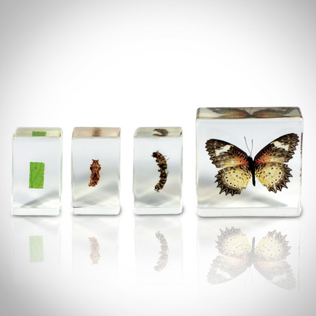 Butterfly Life Cycle // Resin Display