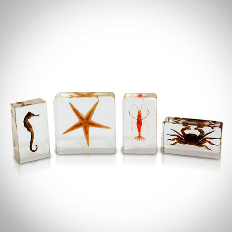 4 Sea Life Species // Resin Display