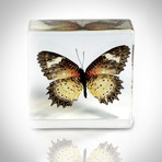 Butterfly Life Cycle // Resin Display