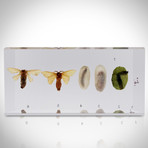 16 Insect Orders + Life Cycles Species + Display Case