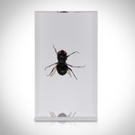 16 Insect Orders + Life Cycles Species + Display Case