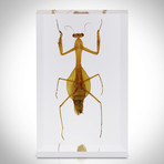 16 Insect Orders + Life Cycles Species + Display Case