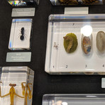 16 Insect Orders + Life Cycles Species + Display Case