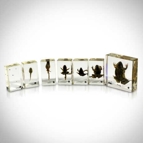 Frog Life Cycle // Resin Display