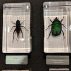 16 Insect Orders + Life Cycles Species + Display Case