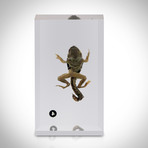 Frog Life Cycle // Resin Display