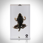 Frog Life Cycle // Resin Display