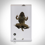 Frog Life Cycle // Resin Display