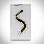 5 Arthropod Species Collection // Resin Display