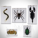 5 Arthropod Species Collection // Resin Display