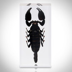 5 Arthropod Species Collection // Resin Display