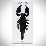 5 Arthropod Species Collection // Resin Display