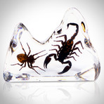 Spider + Scorpion // Resin Display