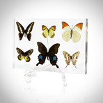 6 Butterflies // Resin Display