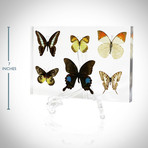 6 Butterflies // Resin Display