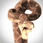 Diamondback Rattlesnake Authentic Taxidermy // Museum Display