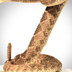 Diamondback Rattlesnake Authentic Taxidermy // Museum Display