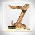 Diamondback Rattlesnake Authentic Taxidermy // Museum Display