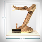 Diamondback Rattlesnake Authentic Taxidermy // Museum Display