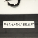 Scorpion Palamnaersus Authentic Taxidermy // Custom Shadow Box Frame