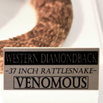 Diamondback Rattlesnake Authentic Taxidermy // Museum Display