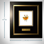 Banded Flower Mantis Authentic Taxidermy // Custom Table/Wall Frame