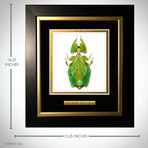 Leaf Phylliidae Authentic Mimic Insect // Custom Frame