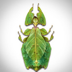 Leaf Phylliidae Authentic Mimic Insect // Custom Frame