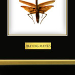 Large Praying Mantis Authentic Taxidermy // Custom Table + Wall Frame