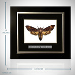 Death'S Head Hawkmoth Authentic Taxidermy // Custom Frame