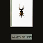 Whip Scorpion Authentic Taxidermy // Custom Table + Wall Frame