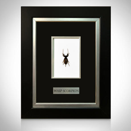 Whip Scorpion Authentic Taxidermy // Custom Table + Wall Frame