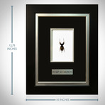 Whip Scorpion Authentic Taxidermy // Custom Table + Wall Frame