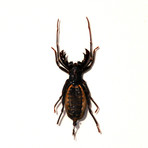 Whip Scorpion Authentic Taxidermy // Custom Table + Wall Frame