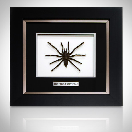 Tarantula Authentic Taxidermy // Custom Shadow Box Frame