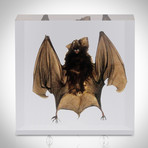 Large Bat // Resin Display