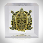 Turtle // Resin Display