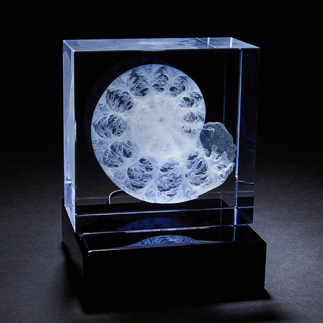 Giant Fossil Ammonite Crystal + LED Base