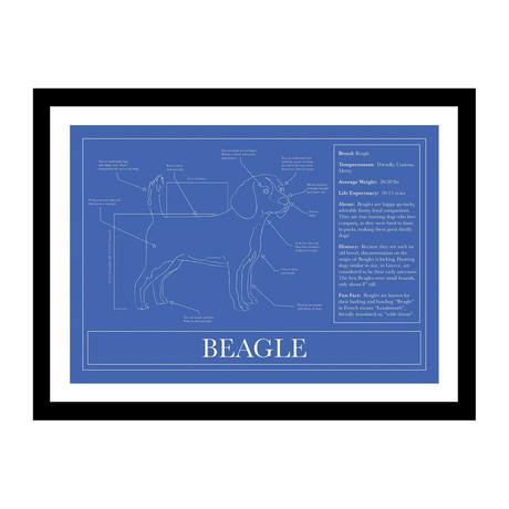 Beagle (Blue)