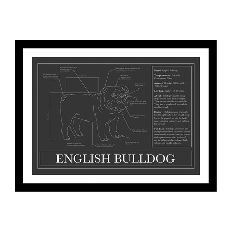 English Bulldog (Blue)