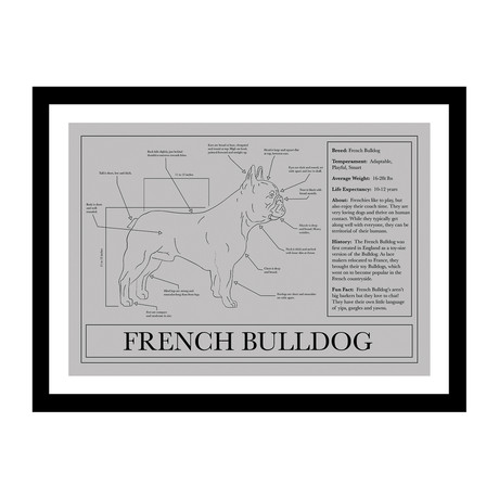 French Bulldog (Blue)