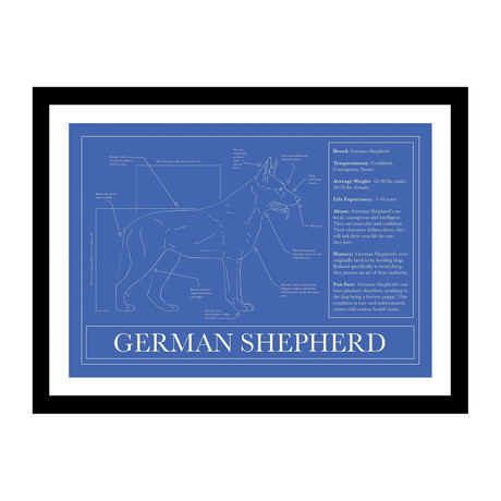 German Shepherd (Blue)