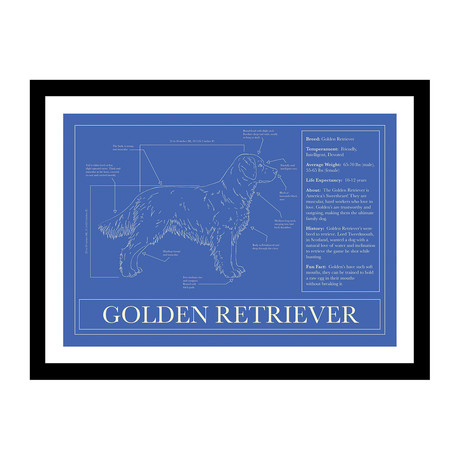 Golden Retriever (Blue)